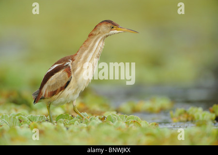 Wenigsten Rohrdommel (Ixobrychus Exilis), Erwachsene gehen auf Wasser Salat, Fennessey Ranch, Refugio, Küste von Coastal Bend, Texas, USA Stockfoto