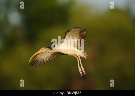 Weißer Ibis (Eudocimus Albus), unreif im Flug, Fennessey Ranch, Refugio, Küste von Coastal Bend, Texas, USA Stockfoto