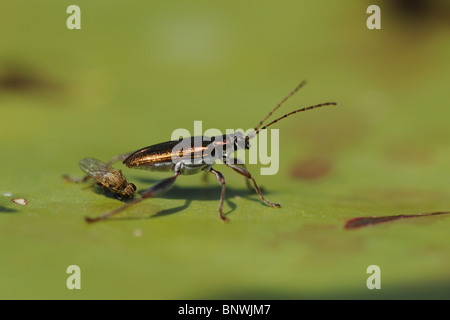 Water Lily Leaf Beetle (wie sp), Erwachsene thront auf Seerosenblatt, Fennessey Ranch, Refugio, Fronleichnam, Coastal Bend, Texas Stockfoto