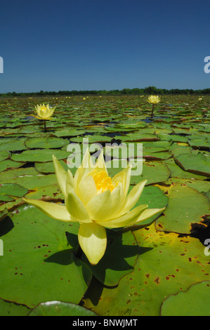 Gelbe Seerose (Nymphaea Mexicana), blühen im See, Fennessey Ranch, Refugio, Küste von Coastal Bend, Texas, USA Stockfoto