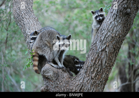 Nördlichen Waschbär (Procyon Lotor), Mutter und junge Klettern Zeder Ulmen (Ulmus Crassifolia), New Braunfels, San Antonio, Texas Stockfoto