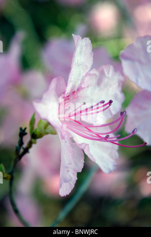 Azalee Blüte Stockfoto