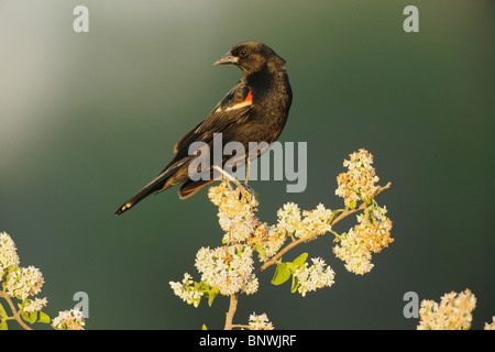 Rotschulterstärling (Agelaius Phoeniceus), männliche thront, Sinton, Fronleichnam, Küste von Coastal Bend, Texas, USA Stockfoto