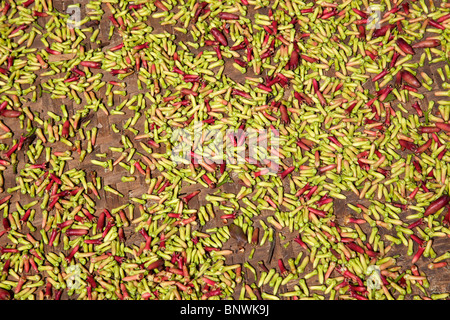 Nelken Trocknung im zentralen Hochland von Bali, Indonesien. Stockfoto
