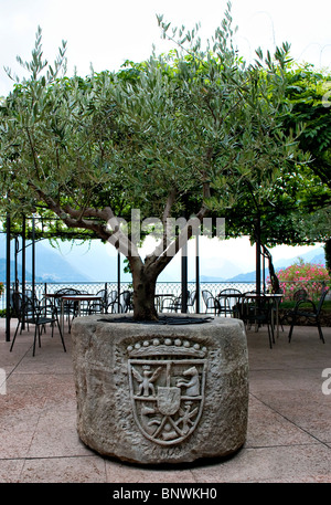 Olivenbaum in einem steinernen Vase in Varenna Lombardei Italien Stockfoto