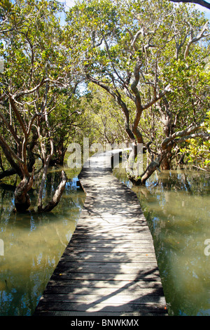 Holzsteg durch Mangroven, Waitangi Treaty Grounds, Neuseeland. Stockfoto