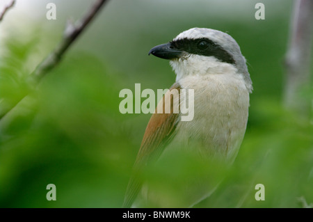 Porträt von männlichen Neuntöter (Lanius Collurio) im Kreis Lääne Estland getroffen Stockfoto