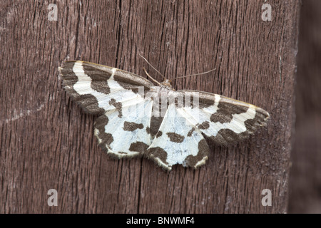 Getrübt Grenze Lomaspilis Marginata Erwachsenen Falter ruht auf einem Holzzaun Stockfoto