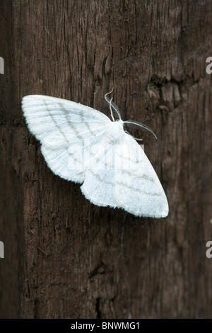 Gemeinsamen White Wave Cabrera Pusaria Erwachsenen Falter ruht auf einem Holzzaun Stockfoto