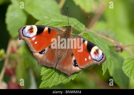 Peacock Inachis Io ausgewachsenen Schmetterling auf Blatt Bramble Stockfoto