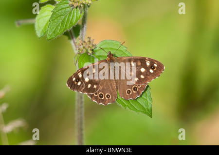 Gesprenkelte Holz Pararge Aegeria Erwachsenen Schmetterling Stockfoto