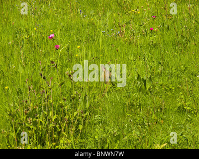 Hase sitzend in einem Feld von wilden Blumen Stockfoto