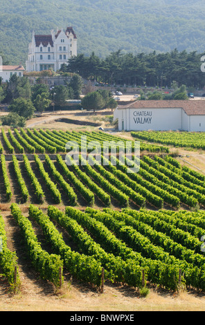 Die Reben des Château Valmy in der Cotes du Roussillon Weinanbaugebiet im Süden Frankreichs Stockfoto