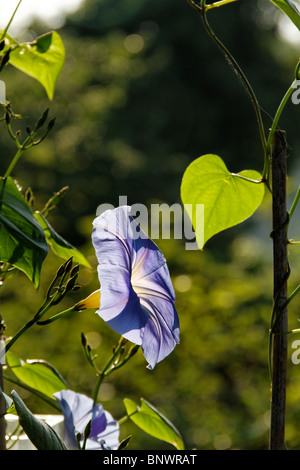 Blaue Winde oder himmlische Blaue Prunkwinde (Ipomoea Tricolor) Stockfoto