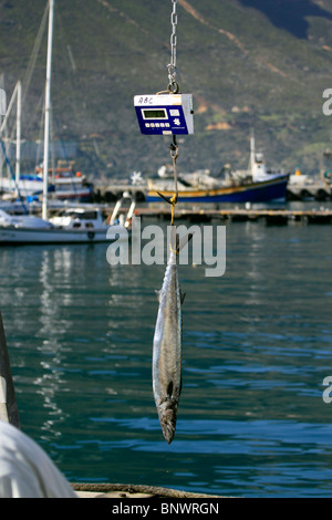 Frisch snoek (thyrsites Atun) am Hafen in der Nähe von Hout Bay Kapstadt wiegen, Südafrika gefangen. Stockfoto