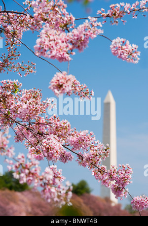 Kirschblüten vor Washington Monument Stockfoto