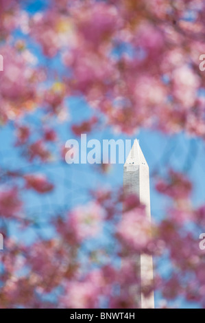 Kirschblüten vor Washington Monument Stockfoto