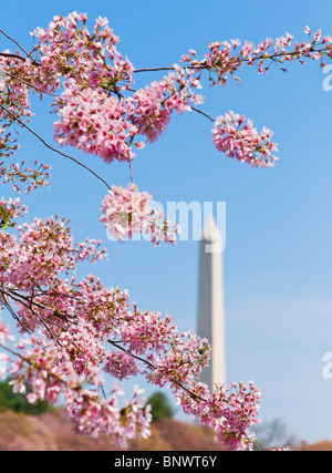 Kirschblüten vor Washington monument Stockfoto