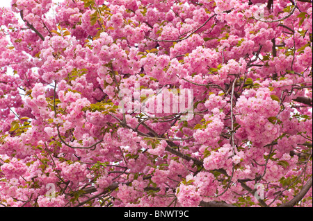 Pink Cherry blossoms Stockfoto