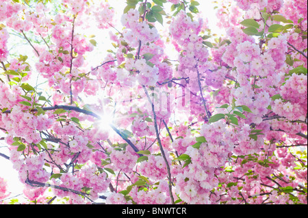 Sonne durch Zweige der Kirschbaum im Frühling Stockfoto