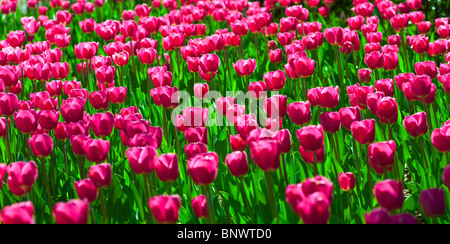 Rosa Tulpen Stockfoto