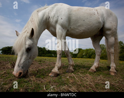 Ein Pony oder kleines Pferd Weiden in einem Feld mit einem Hintergrund von Bäumen und einem überwiegend blauen Himmel gesehen aus einem ungewöhnlichen Blickwinkel Stockfoto