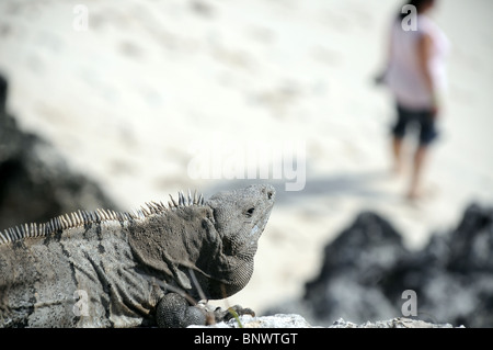 Leguan auf den Felsen Stockfoto
