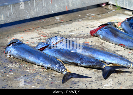 Reihe von frisch gefangenen Snoek (thyrsites Atun) am Pier in Hout Bay Hafen. Stockfoto