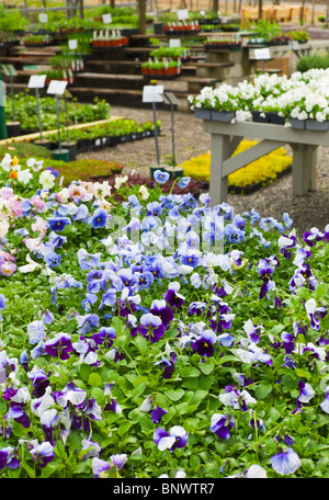 Gartenblüten und Blumen auf dem Display im Gewächshaus Stockfoto