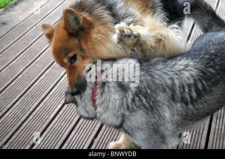 Unsere beiden Hunde spielen kämpfen Stockfoto