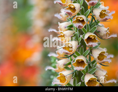 Digitalis Ferruginea. Rostige Fingerhut Stockfoto