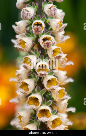 Digitalis Ferruginea. Rostige Fingerhut Stockfoto