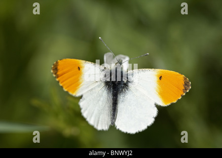 Orange-Spitze, Schmetterling Anthocharis cardamines Stockfoto