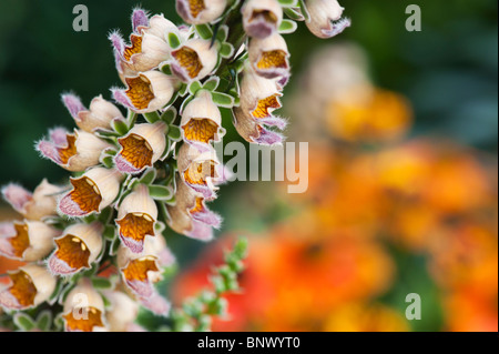 Digitalis Ferruginea. Rostige Fingerhut Stockfoto