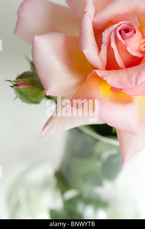 Apricot farbigen hybride Terose, mit Knospe in einer Glasvase.  (Tiefenschärfe) Stockfoto