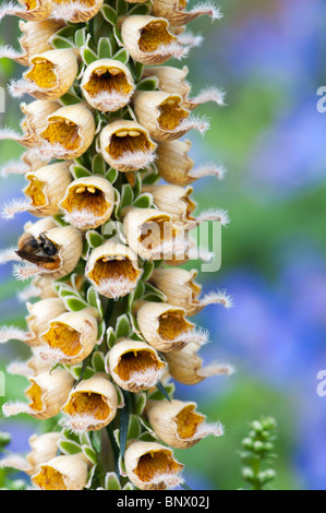 Digitalis Ferruginea. Rostige Fingerhut Stockfoto