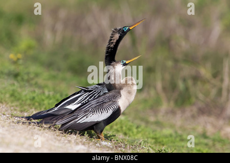 Anhinga Zuchtpaar Stockfoto