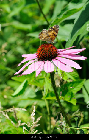 Lichtung Sonnenhut oder Wavyleaf Sonnenhut Wildblumen mit einem großen Spangled Schmetterling Stockfoto