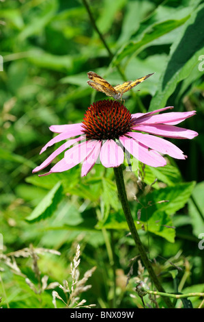 Lichtung Sonnenhut oder Wavyleaf Sonnenhut Wildblumen mit einem großen Spangled Schmetterling Stockfoto