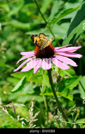 Lichtung Sonnenhut oder Wavyleaf Sonnenhut Wildblumen mit einem großen Spangled Schmetterling Stockfoto