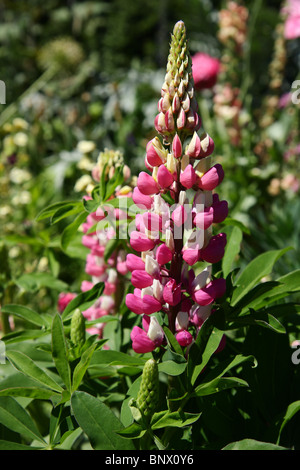 Lupinus Polyphyllus (großer-blättrig Lupine, Big-leaved Lupine) Stockfoto