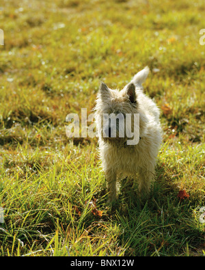 Cairn-Terrier im Herbst Feld Stockfoto