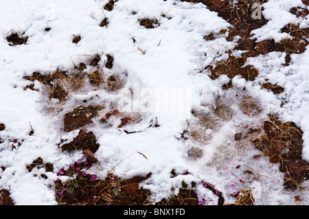 Eisbär verfolgt oder Pfotenabdrücke, Lerneroyane oder Lerner Inselgruppe Svalbard, Norwegen. Stockfoto