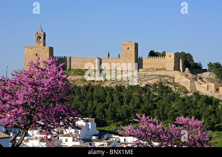 Blick auf die maurische Burg mit rosa Blüte in der Vordergrund, Antequera, Provinz Malaga, Andalusien, Spanien, Westeuropa. Stockfoto