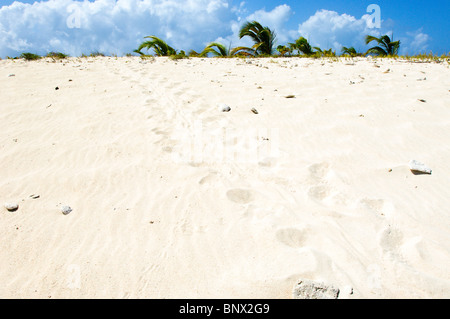 Sea Turtle Bahnen auf Sandy Insel Carriacou, Grenada. Stockfoto