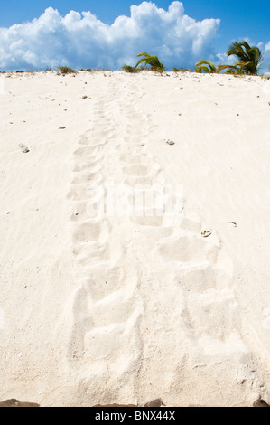 Sea Turtle Bahnen auf Sandy Insel Carriacou, Grenada. Stockfoto
