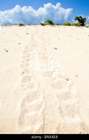 Sea Turtle Bahnen auf Sandy Insel Carriacou, Grenada. Stockfoto