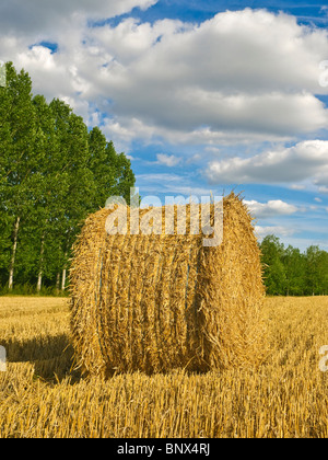 Rundballen Stroh im Feld nach der Weizenernte - Indre-et-Loire, Frankreich. Stockfoto