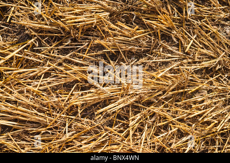 Feld-Stoppeln nach der Ernte - Indre-et-Loire, Frankreich. Stockfoto