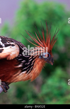 Hoatzin, eine ungewöhnliche Arten von tropischen Vogel gefunden in Sümpfen, riverine Wald und Mangroven des Amazonas und Orinoco Deltas. Stockfoto